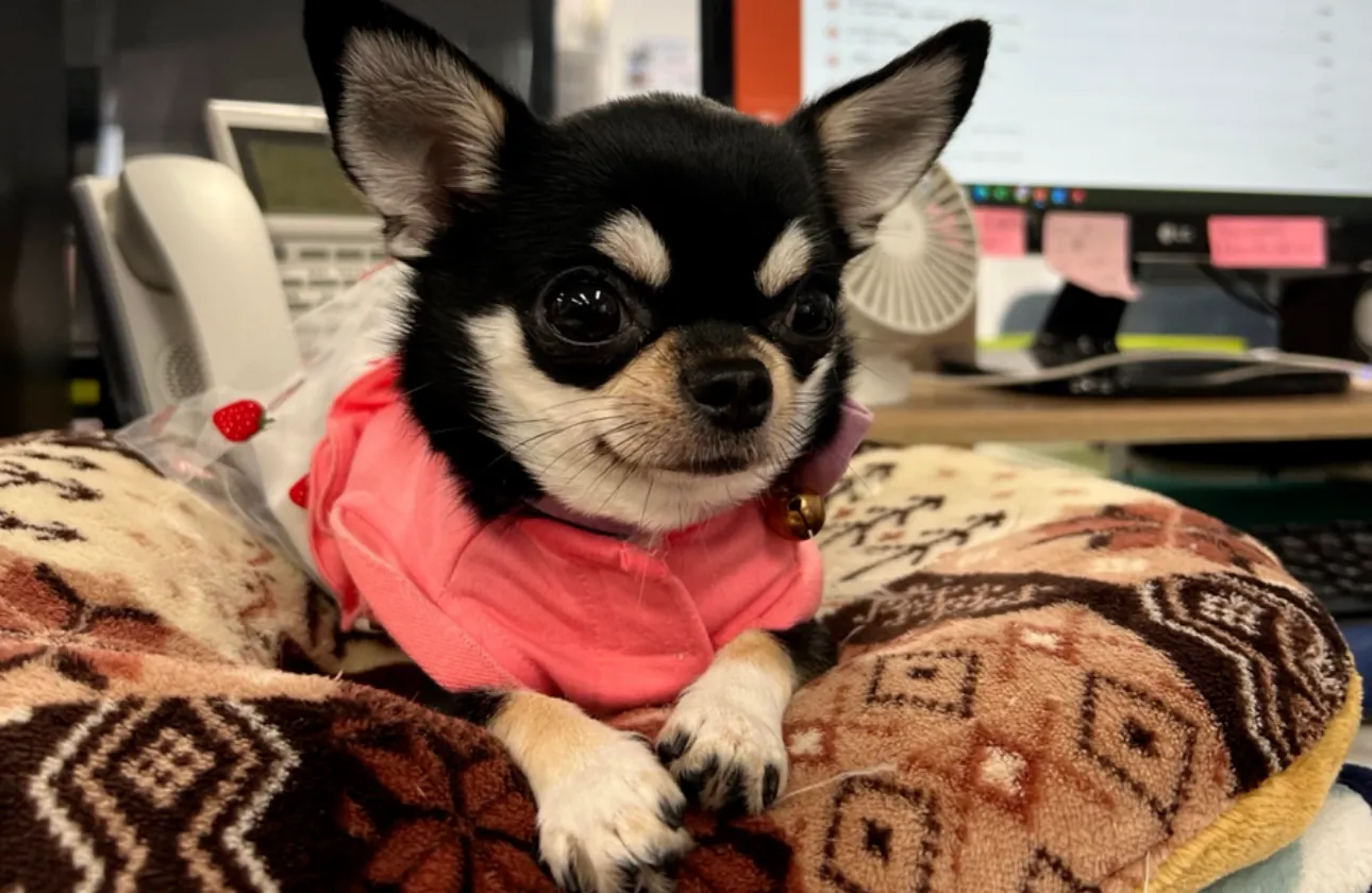 社犬のハッピーです!