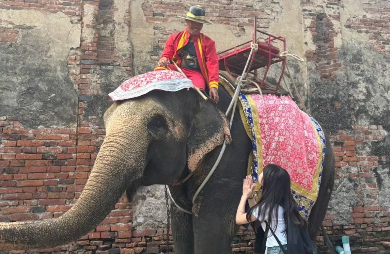 4泊5日のタイ研修を実施しています。
観光地巡り、ゾウ乗り体験、ショッピングなど